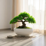 Bonsai-potte